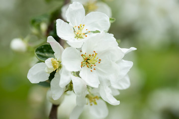 Apple blossom in the garden on spring, macro photo
