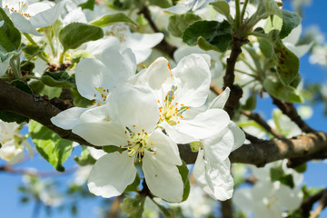 Apple blossom in the garden on spring, macro photo