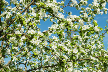 Branches of apple blossom in the garden at spring on blue sky background