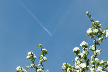 Trail of jet plane and blurred branches of apple blossom on clear blue sky.