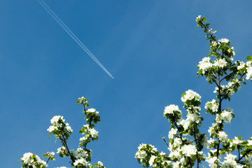 Trail of jet plane and blurred branches of apple blossom on clear blue sky.