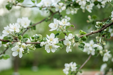 Branches of apple blossom in the garden at spring