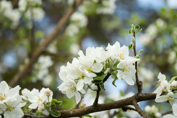 Branch of apple blossom in the garden at spring