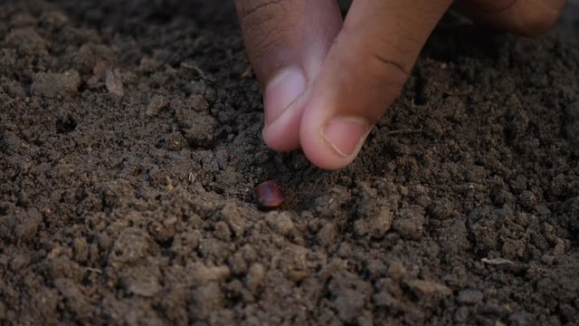 Hand planting a seed to soil