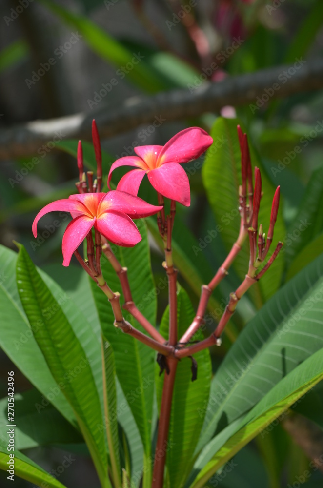 Wall mural beautiful red flowers of plumeria on the background of green leaves macro in thailand