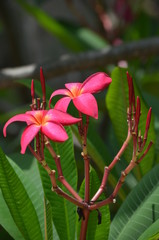 beautiful red flowers of plumeria on the background of green leaves macro in thailand