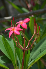 beautiful red flowers of plumeria on the background of green leaves macro in thailand