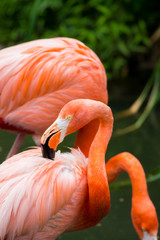 Fototapeta premium 動物園のフラミンゴ