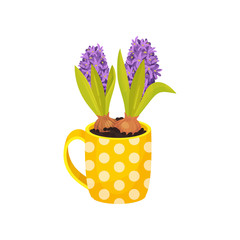 Purple hyacinths grow in a mug. Vector illustration on white background.