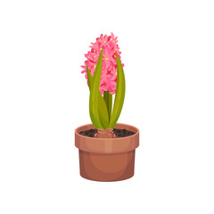 Pink hyacinths grow in a pot. Vector illustration.