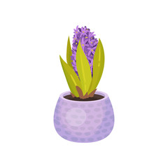 Hyacinths grow in a purple pot. Vector illustration on white background.