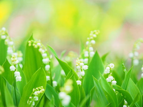 15 144 件の最適な すずらん 画像 ストック写真 ベクター Adobe Stock
