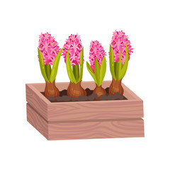 Pink hyacinths grow from the crate. Vector illustration on white background.