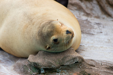 動物園のアザラシ