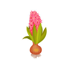 Pink hyacinths with a bulb. Vector illustration on white background.