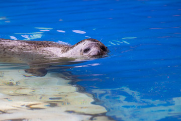 Obraz premium 動物園のアザラシ