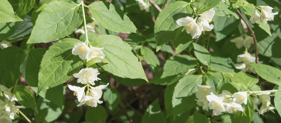 jasmine flowers