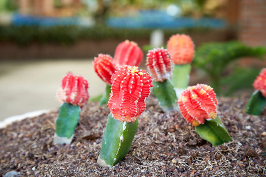 Gymnocalycium cactus plant , The red moon cactus grafted onto the rootstock grow in sandy soil.