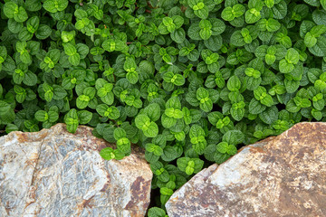 Top view of green plant with decorative stones use for background.
