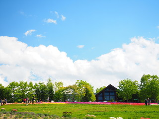 Fototapeta na wymiar 初夏の北海道の風景