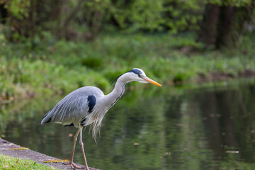 Close view of Great blue heron