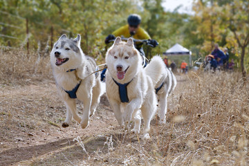 Several dogs and their musher taking part in a popular canicross with bicycle (bikejoring).