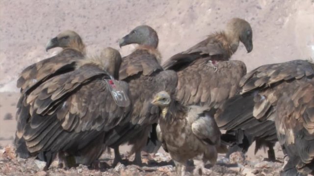 Griffon vultures feeding on camel in feeding station, Sde Boker Israel