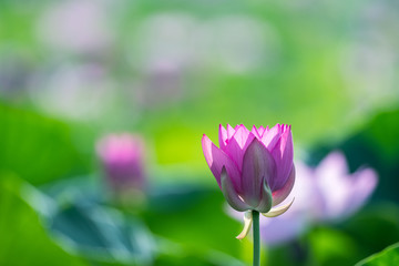 Obraz na płótnie Canvas beautiful lotus flower in summer