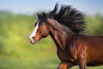 Bay stallion with blue eye and long mane run free