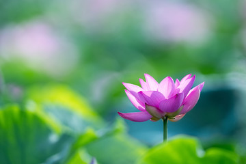 blooming lotus flower in sunshine