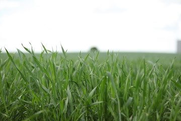 Obraz premium green grass