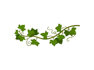 Green grapevine close-up. Vector illustration on white background. © Happypictures