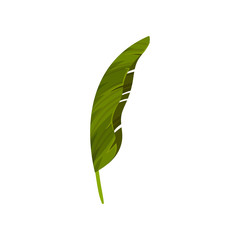 Palm leaf close up. Vector illustration on white background.