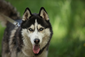Dog breed husky  walk  woods summer
