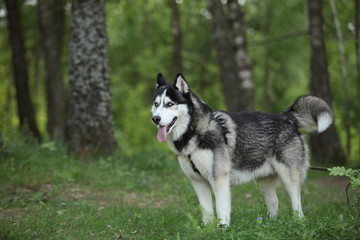 Dog breed husky  walk  woods summer