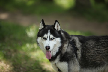 Naklejka na ściany i meble Dog breed husky walk woods summer