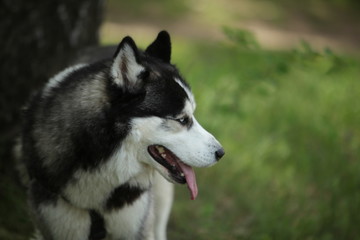 Fototapeta premium Dog breed husky walk woods summer