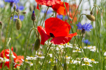 Obraz premium Mohnblumenwiese mit Kornblumen in der Sonne