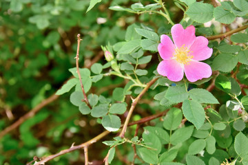  rosehip flower