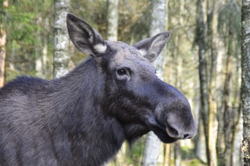 Moose in Swedish forest
