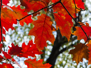 Leaves Nothern red oak or Quercus rubra in autumn against sky with bokeh background, selective...
