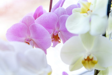 Fototapeta na wymiar Beautiful orchid blossom on green brunch close up