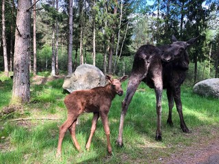 Moose female with its calf in Swedish forest