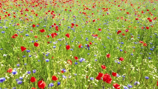 Eine Wiese wo viele Blumen bl&uuml;hen , Mohnblumen , Kornblumen und andere 