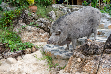 Big pig near the beach cafe on the island of Phangan, Thailand.