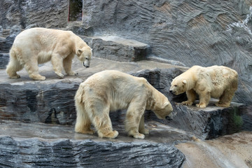 Bears in Prague zoo / Prague, Czech Republic, May 2019
