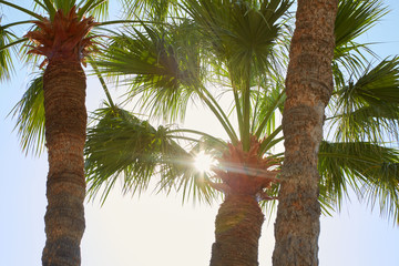 Palm trees and sun beams in a summer day