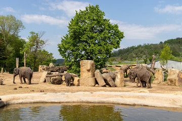 Fototapeta na wymiar Animals in Prague zoo / Prague, Czech Republic, May 2019