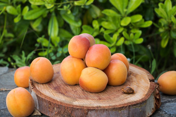 reife aprikosen auf einer eukalyptus baumscheibe vor grünen büschen