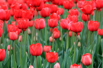 Red beautiful picturesque tulips blooming in spring